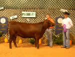 2011 West Tenn. State Fair - Champion Bull